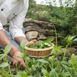 OUTDOOR ORGANIC PRODUCE
